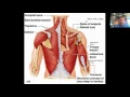 Muscle Identification and Action