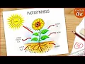 Photosynthesis Diagram Drawing CBSE easy way labeled Science project
