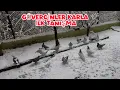 Lagu KUŞLARIN KARLA İLK TANIŞMA ANI (  GELİN BERABER İZLEYELİM )