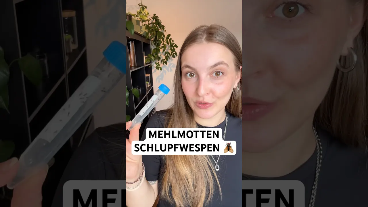 Lebensmittelmotten wie die Mehlmotte bekämpfen – ganz einfach mit Schlupfwespen! 🪰