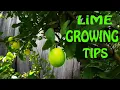 Growing a Lime Tree EVERYTHING You Need To Know