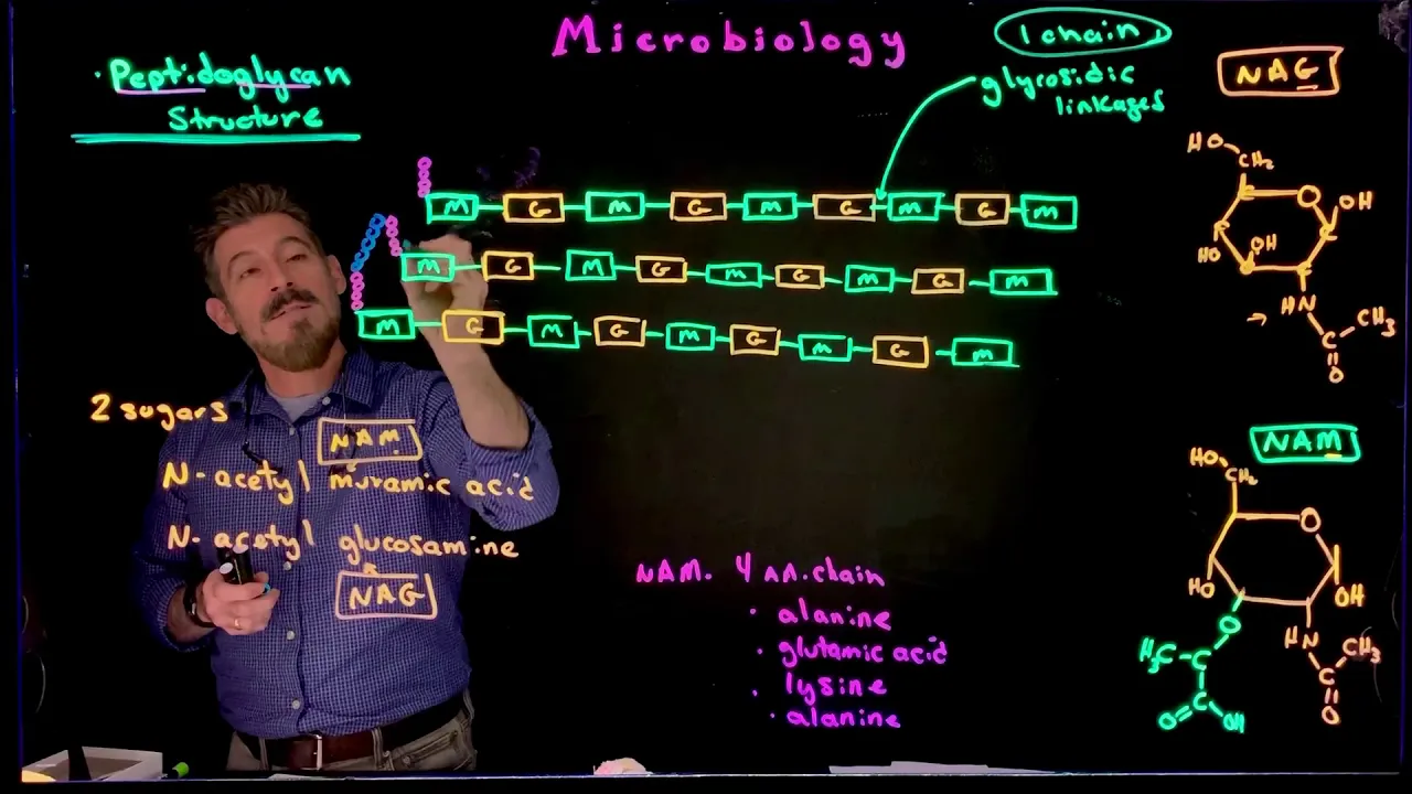 Peptidoglycan Structure