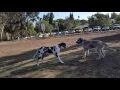 Battle Of Titans Continues Irish Wolfhound vs Great Dane
