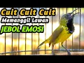 Download Lagu PANCINGAN SOGON GACOR NGKLEPER, SUARA BURUNG SOGON BIKIN NGAMUK SOGON TROTOL METALIK EMOSI #151
