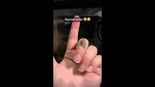 Adorable Little Jumping Spider Has Got Big Shorts 