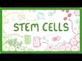 GCSE Biology - What are Stem Cells Difference Between Embryonic and Adult Stem Cells