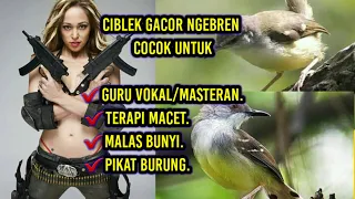 Download Ciblek Gacor Ngebren buat Masteran||Volume sedang tidak membuat burung jadi takut MP3