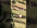 South Dakota archery elk hunt 2024