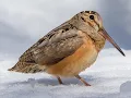 Download Lagu a video of my favorite animal of all time