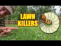 Grubs in the Lawn - How to Identify and Kill Grubs