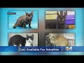 These Miami-Based Kitties Are Up For Adoption And In Need Of A Good Home