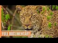Download Lagu Life in the Serengeti: The Leopardess - Queen of the Savanna | Full Documentary