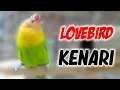 Download Lagu KEREN ... Lovebird Ini BISA Menirukan Suara Burung Kenari !!!