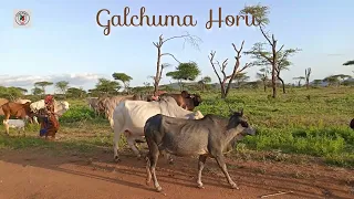 Galchuma Horii Yaaballoo Borana Oromia 