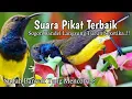 Download Lagu Audio Suara Pikat Burung Sogon.!! TERAMPUH. Sudah Terbukti