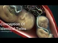 The Miracle of Twin Fertilizations A Shared Beginning