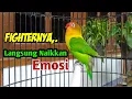 Download Lagu Lovebird Gacor  Ngekek Panjang, FIGHTERNYA Naikkan EMOSI Pancing Labet BISU Kembali Rajin BUNYI