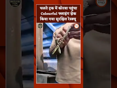 चलते ट्रक में कोरबा पहुंचा Colourful फ्लाइंग स्नेक, किया गया सुरक्षित रेस्क्यू
