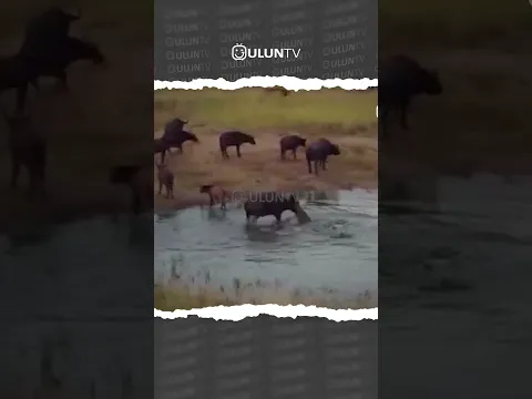 crocodiles attack buffalo #uluntv #wildlife #wildtv #short