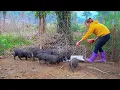 Download Lagu Use 3-Wheeled Vehicle Transport Piglets to Sell | Buy New Clothes for Daughter and Mom – Farm Life