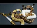 Ball Python - Why is my ball python shedding