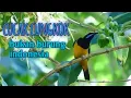 Download Lagu Burung cucak cungkok//orange-bellied leafbird, bukan burung dari indonesia.