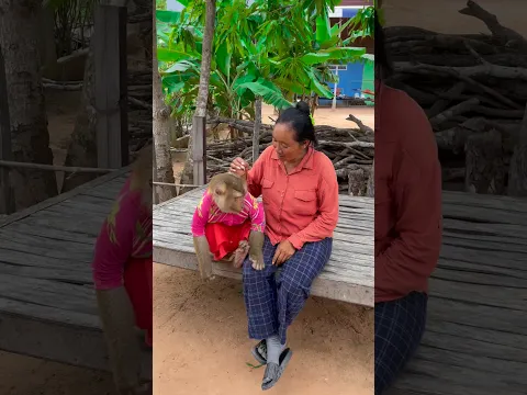 Great video Super SokYaa And Sokhaa Very Adorable & Harmony Animals Around The World #shorts
