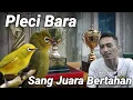 Lagu Sang raja Ada Disini Pleci Bara sang juara bertahan #pleci #bara #chipothegenk #konserfasi 