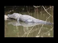 Southern Style Airboat Tours