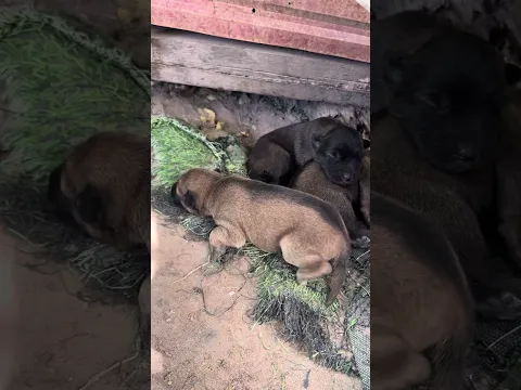 Mother dog gives birth to 5 healthy puppies, sounds of nature in the countryside