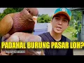 ISTIMEWA!! NEMU BURUNG MERPATI SEPERTI INI