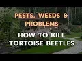How to Kill Tortoise Beetles