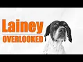 Lainey Waited Weeks at the Shelter Nobody Came for Her