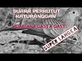 Download Lagu suara perkutut lokal alam katuranggan widaksana gasta gasti super langka