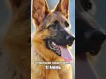 Download Lagu Anjing : emang napasih bang🥲