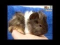 All 13 Breeds Of Guinea pig