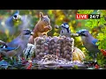 Download Lagu 🔴24/7 LIVE: CAT TV NO ADS😺 The GREATEST NUT HEIST World has Ever Seen🌰 Squirrel and Bird Watching
