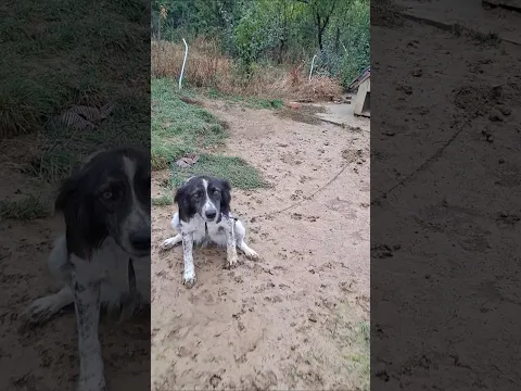 A Chain Was Her Entire World