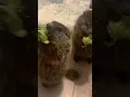 Loud ASMR Sounds These Super Cute Groundhogs Love Eating Their Broccoli Very Healthy