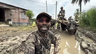 আলহামদুলিল্লাহ মহিষের গাড়িত করে পাট টানা কাজ করছি🌱🙂💝#monirul_islam #farmer #সেই_স্বাদ 