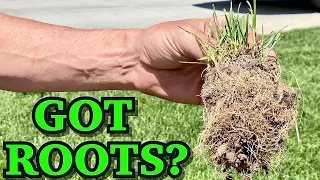 GOT DEEP DENSE GRASS ROOTS This GREEN LAWN Is Why You Should