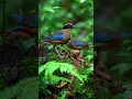 Download Lagu Suara Pitta Pantat Biru — siulan hutan langka (Hydrornis soror) tertangkap kamera #suaraburung