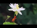 Stevan Pasaribu - Belum Siap Kehilangan (Official Lirik Video)