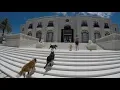 9 Rescue Dogs At A Mansion - The Asher House