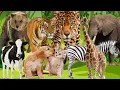 Lagu No Copyright Sound|| All Animals Sound - Lion, Tiger, Zebra, Cow, Dog, Cat, Sheep 🐮🦁🐯🐨🐱🐶🐹