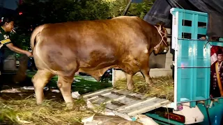 SAPI TERBESAR KELAS EXTRIM PAMIT.. !!