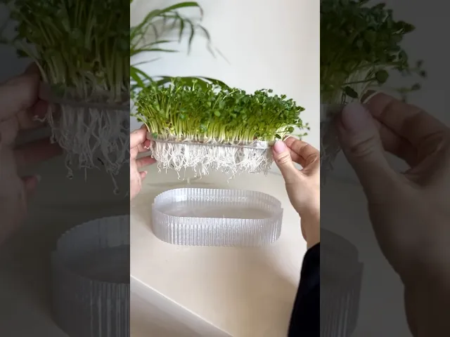 Microgreens hydroponic tray video thumbnail