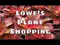 Lowe s Plant Shopping House Plants Garden Plants Come Shop With Me