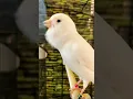 Download Lagu suara burung kenari