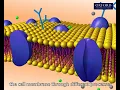 Animation 3 1 Diffusion